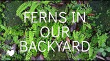 Ferns in our backyard / Bird's nest Ferns, maidenhair ferns, kangaroo ferns