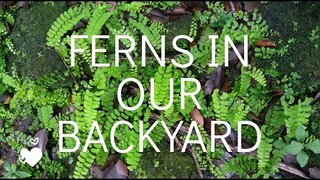 Ferns in our backyard / Bird's nest Ferns, maidenhair ferns, kangaroo ferns