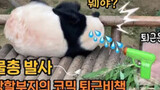 [Panda] Hua Ni tidak mau pulang kerja dan disemprot pistol air