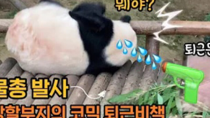 Panda Channel | Panda Huani Didn't Want To Go Home