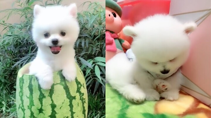 Tik Tok Chó Phốc Sóc - Funny and Cute Mini Pomeranian #4