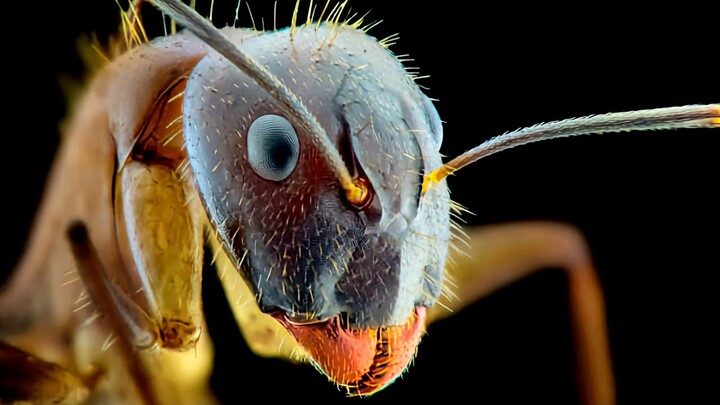 Ant Bites Paralyzes Caterpillars - 8K UHD