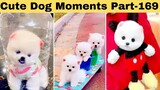Cute dog moments Compilation Part 169| Funny dog videos in Bengali