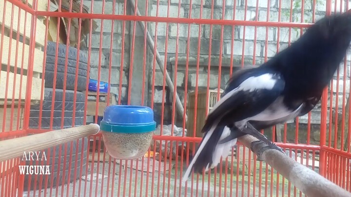 GACOR Setiap Hari, dengan MASTERAN KACER Emosi Tinggi, JANTAN Langsung NGOBRA