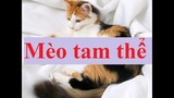 Mèo Tam thể, Tiếng mèo kêu. Three-body mèo, Cat meowing.
