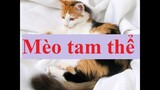 Mèo Tam thể, Tiếng mèo kêu. Three-body cat, Cat meowing.