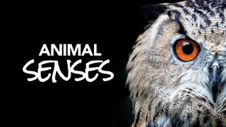 Super Senses Full Movie Online      Documentary