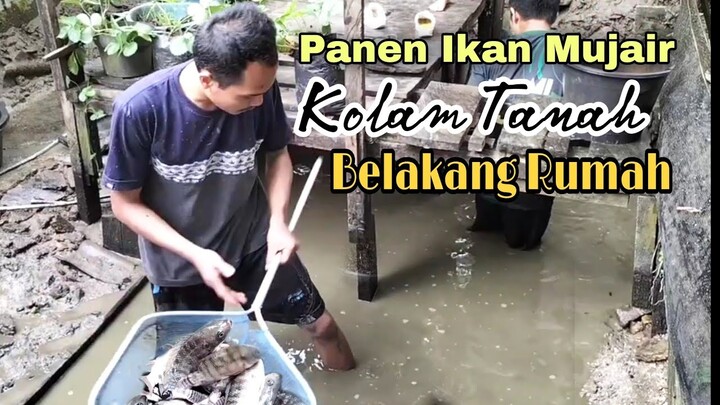 Panen ikan mujair kolam tanah belakang rumah