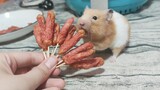 Hamster cũng muốn mười cái xúc xích nên tôi sẽ làm cho nó ngay! Đó là một chú chuột hamster nhỏ, nếu