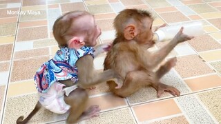 Baby Monkey Mano Very Happy When Playing With His Brother Tuy Tuy