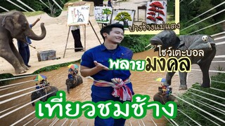มาชมความน่ารักความฉลาดช้างน้อยที่ปางช้างแม่แตง