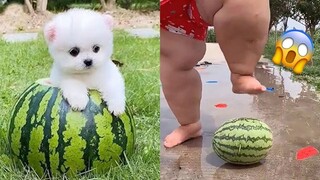 Funny and Cute Dog Pomeranian 😍🐶| Funny Puppy Videos #193