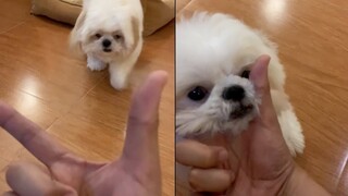 My Dog Knows Who is Cute | It's Cuteness Overload