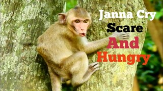 Million Pity Poor Cleft Mouth Baby Monkey Janna Cry Scare And Hungry, Where Is Jane, Janna injury 02