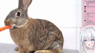 Japanese bad women's reaction to watching Wang Gang make cold-eating rabbits