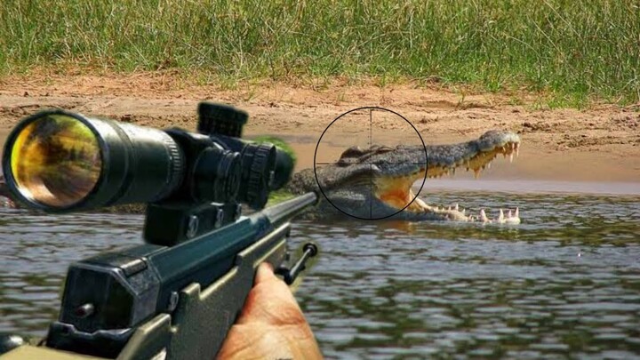 Crocodile Hunting Safari - Nile Crocodile • Salt Water Crocodile • Alligator Hunting • Berburu Buaya