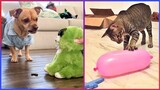 Top Cats & Dogs Funny Reactions to Pet Toys