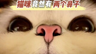 才知道猫竟然有两个鼻子！！