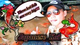 Big Japanese Koi In Maasin City Southern Leyte Plaza