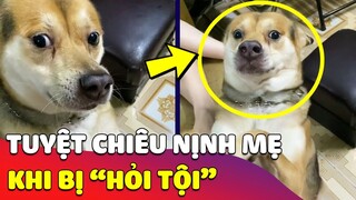 Bất lực trước tuyệt chiêu 'NỊNH MẸ' của chú chó khiến ai cũng chào thua 😅 Gâu Đần