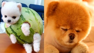 Funny and Cute Dog Pomeranian 😍🐶| Funny Puppy Videos #78