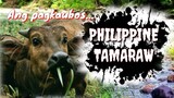 TAMARAW | DWARF WATER BUFFALO | ANG PAGKAUBOS | Tenrou21