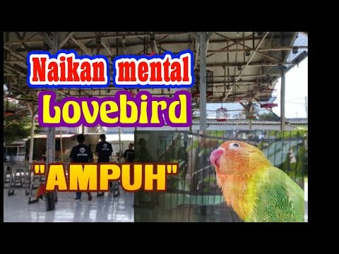 simulasi lomba lovebird dirumah serasa di gantangan.