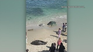 San Diego lifeguard asks girl who stoned sea lion to leave beach