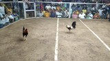 Dumaguete fiesta derby 5stag/cock final 5th fight loss.BANILAD FARM