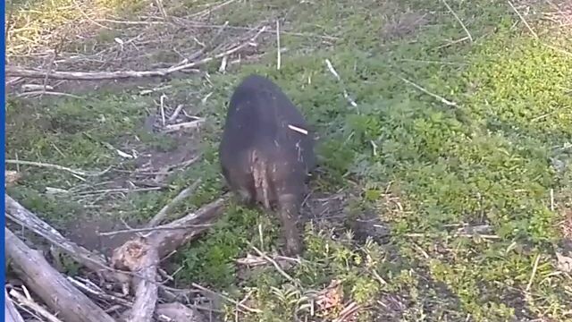 Cute Pig Gets Drunk After Drinking Fermented Corn