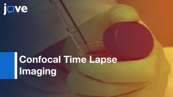 Confocal Time Lapse Imaging: Cytocompatibility of Dental Composites | Protocol Preview