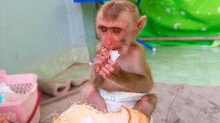 Yaya so cute sit down gently & mannered enjoys eating Coconut