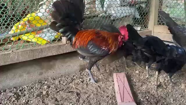 #blackhen& broodcock