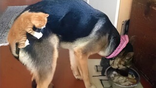 Who is the boss in the house 😺 A compilation of funny cats and dogs for a good mood! 😺