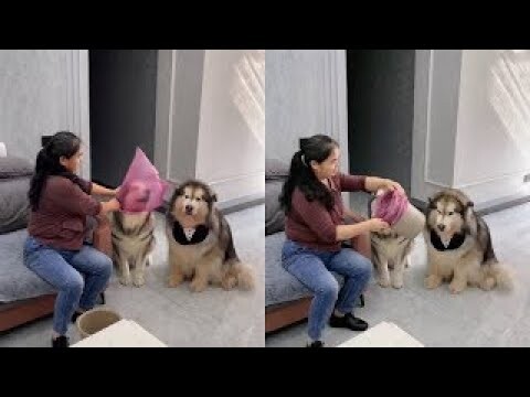 Funny actions of cute Alaskan dogs #4