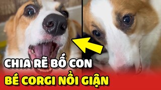 Corgi đanh đá CHỬI SEN vì dám CHIA RẼ tình cảm bố con nó 😂 | Yêu Lu