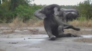 Compilation: Awesome Animal Slip Ups | Fails