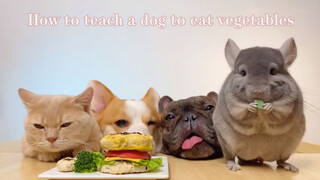 [ASMR] Cat, dogs and chinchilla's mukbang