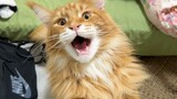 Tiếng meo meo thực sự của mèo Maine Coon! Cả người nuôi mèo và người không nuôi mèo đều im lặng sau 
