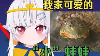 日本辣妹家可爱的“小”非洲牛蛙，长大后越来越凶残了