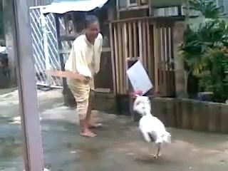 pertarungngan sengit ayam vs human