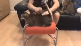 Cat|Give the Kitten a Massage