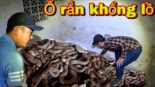 Kinh Hoàng Ổ Rắn Hổ Mang Hàng Vạn Con Núc Nhúc Trong Nhà Hoang Sau Cuộc Gọi T.ử Th.ần | Phần 2