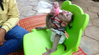 First time!! Awesome Small Baby Monkey Maki Sit On The Chair Drink Milk By yourself When Mom Cooking