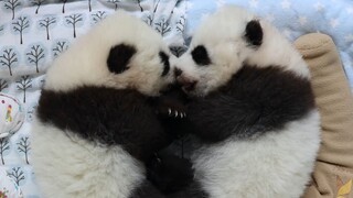 [Animals]Super cute moments of panda cubs