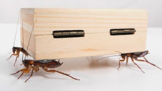 Roaches Doing the Coffin Dance