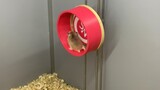 [Hewan] Mendesain & Membuat Roda Putar untuk Hamster