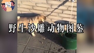 【野生人类图鉴】动物沙雕起来，就没人类什么事了