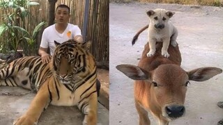 Thú Cưng Dễ Thương Hài Hước  #6 | TRY NOT TO LAUGH Funny Pets And Animals