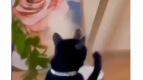 kucing avatar